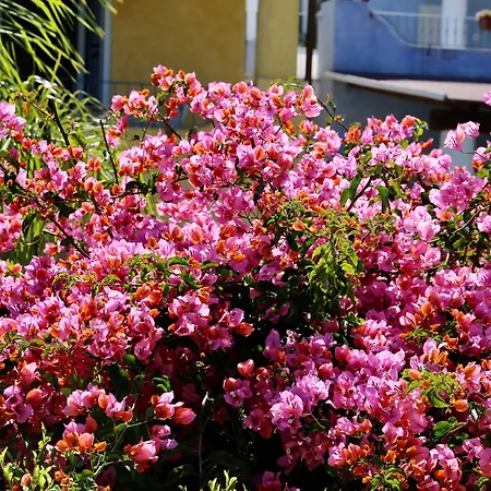 فندق Bougainville ليباري